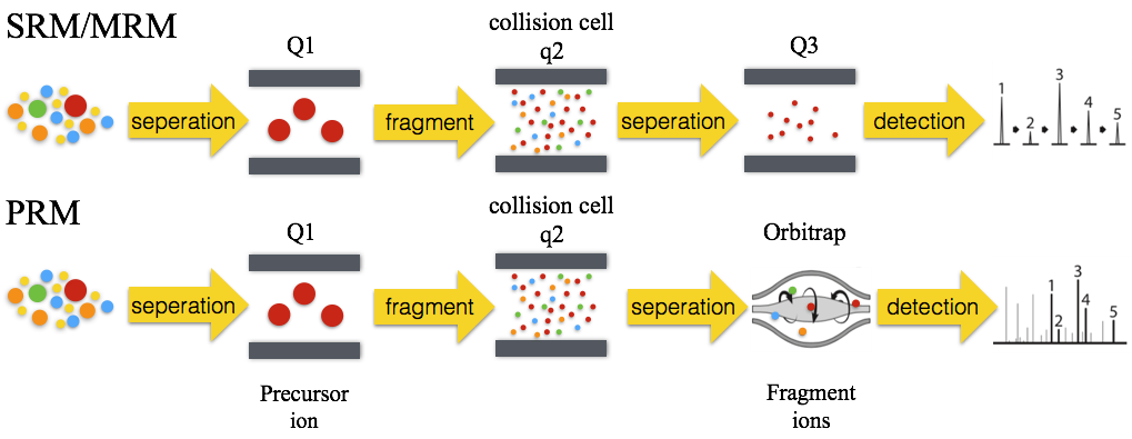 Parallel Reaction Monitoring (PRM)