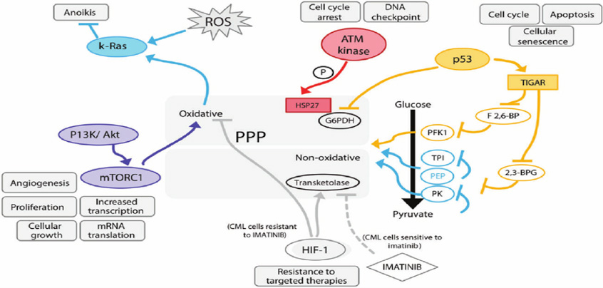 Pentose Phosphate Pathway Analysis Service