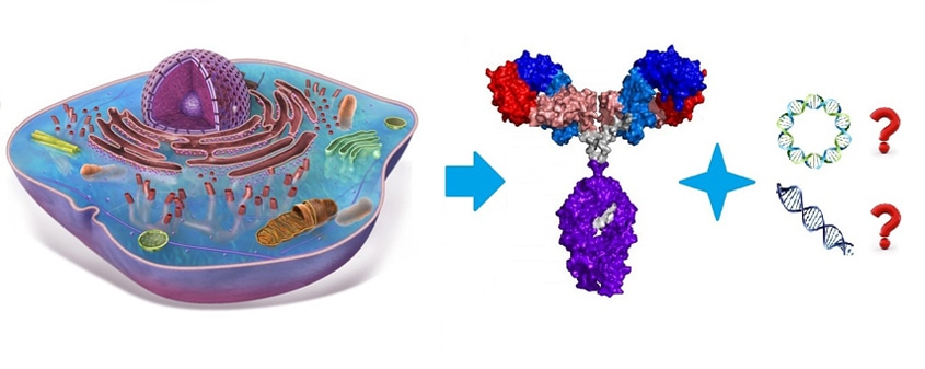 Residual DNA Testing