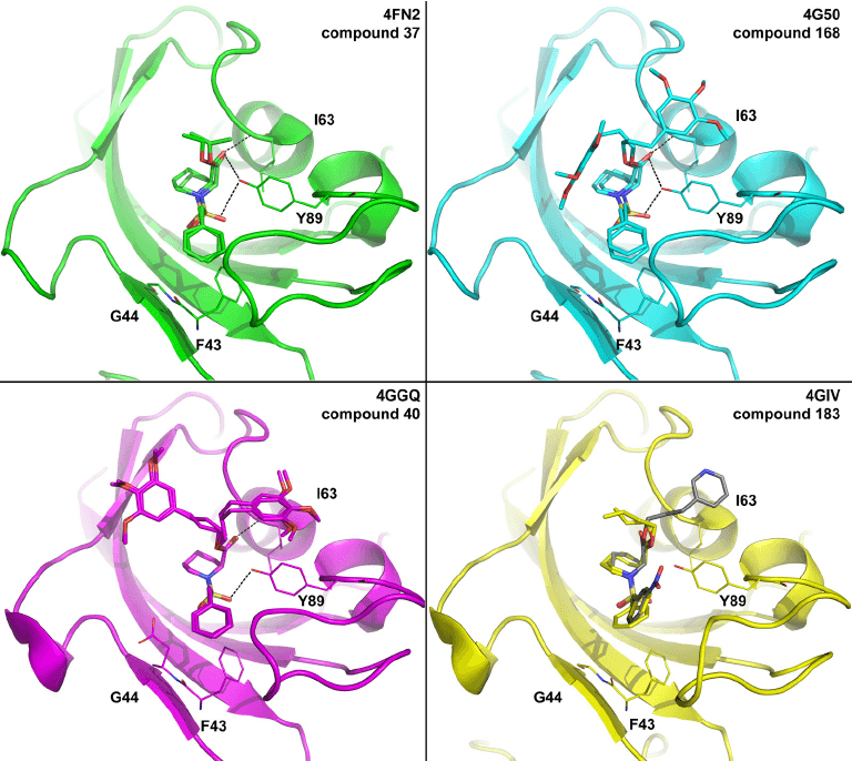 Pipecolic acid derivative in the binding site of BpML1