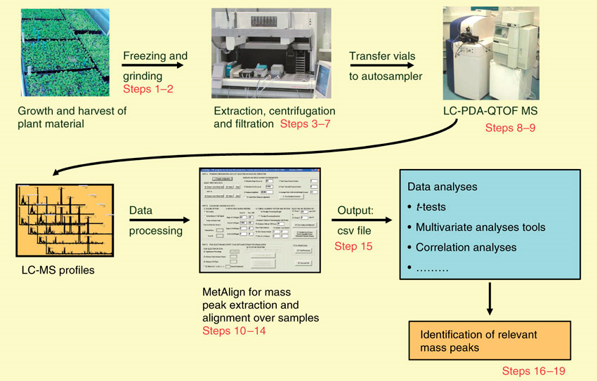 Plant Untargeted Metabolomics