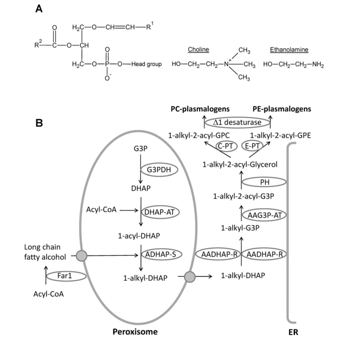 Overview over plasmalogen structure and biosynthesis