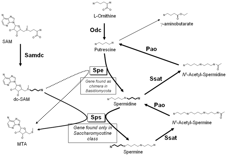 Polyamines s Analysis Service