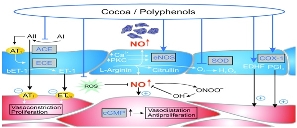 Polyphenols Analysis Service