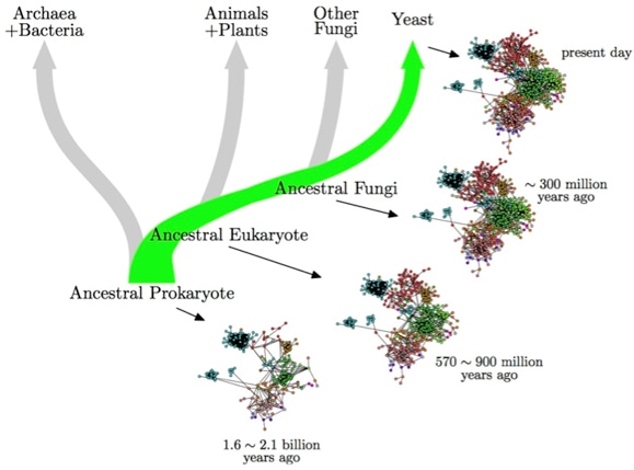 Protein Evolution Analysis Service