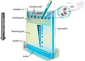 Protein Gel and Imaging Analysis