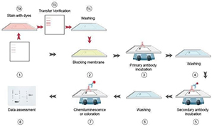 Protein Gel and Imaging Analysis