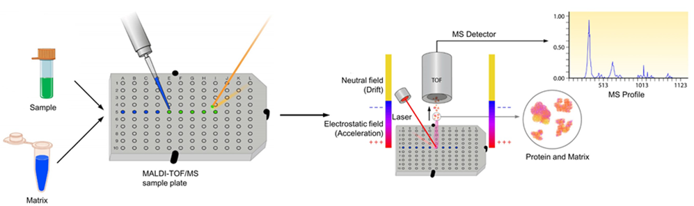 Protein Identification by Tandem Mass Spectrometry