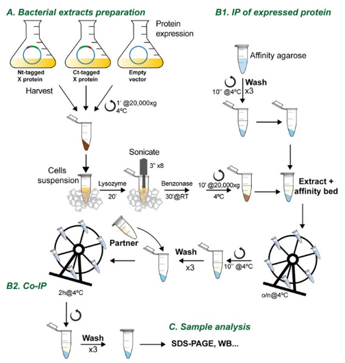 Flow chart of the co-immunoprecipitation procedure