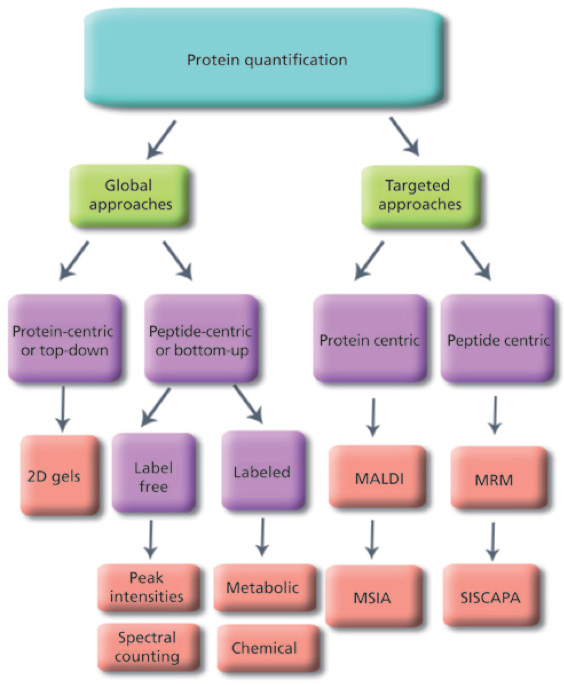 Protein Quantification Service