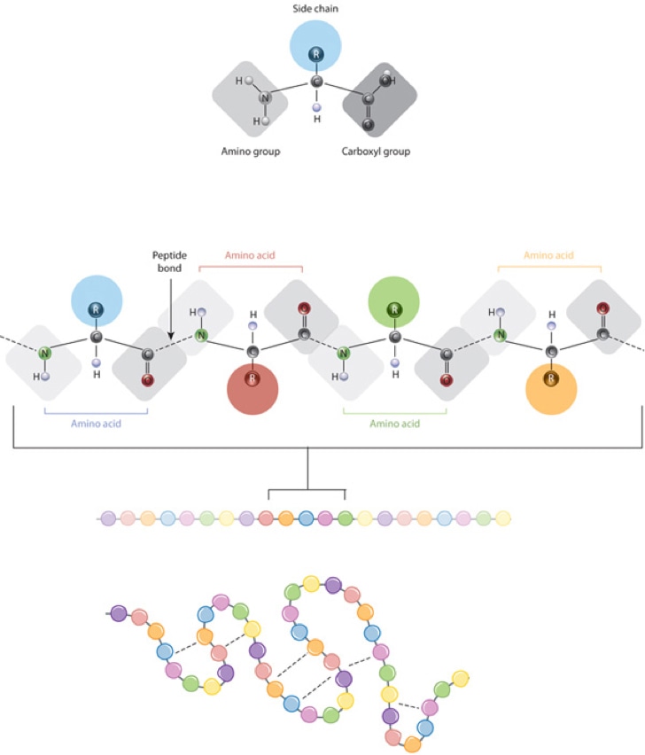 Protein Sequence Analysis Service