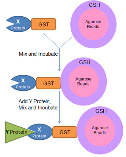 Сколько стоит gst в рублях. Pull down Assay. График GST. GST Фьюжн белок. Pull down Assay indazole.