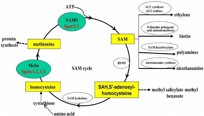 SAM and SAH Analysis Service