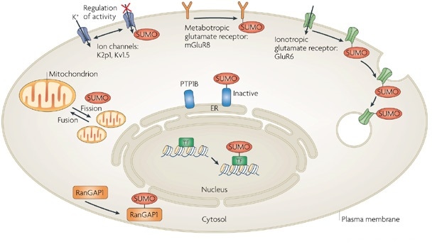 Characterization of Protein SUMOylation