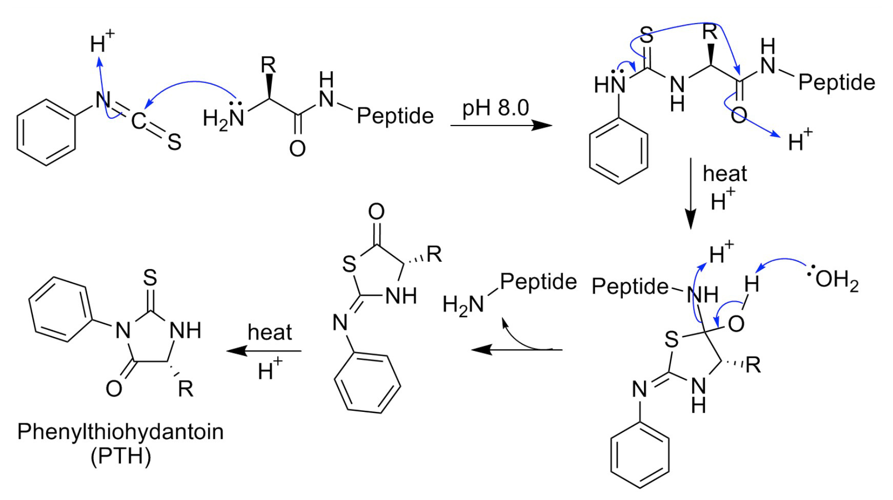 Sequence Analysis of Peptides or Proteins