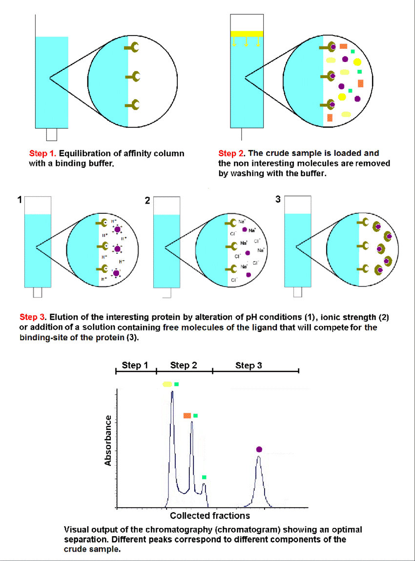 Schematic representation of the equilibration (1), adsorption/washing (2) and desorption (3) steps of an affinity chromatography for protein purification