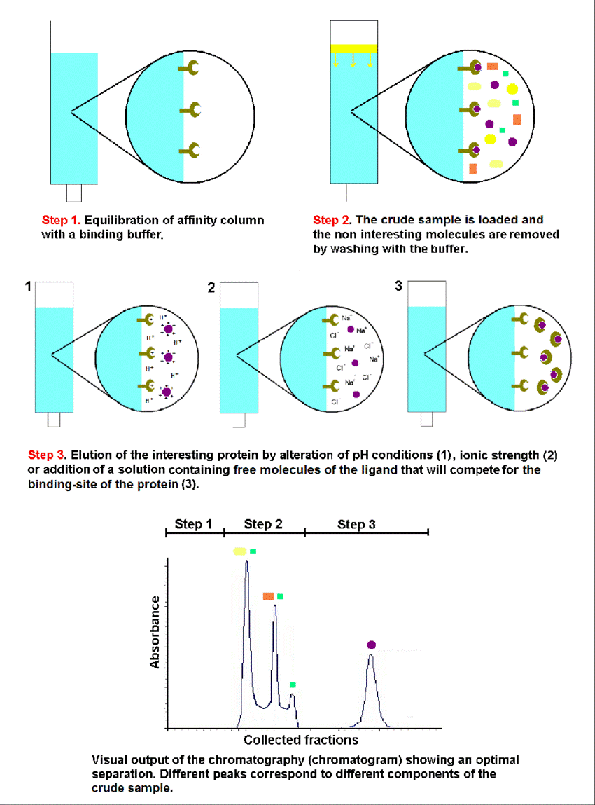 Protein saflaştırması için afinite kromatografisinin dengeleme (1), adsorpsiyon/yıkama (2) ve desorpsiyon (3) aşamalarının şematik gösterimi