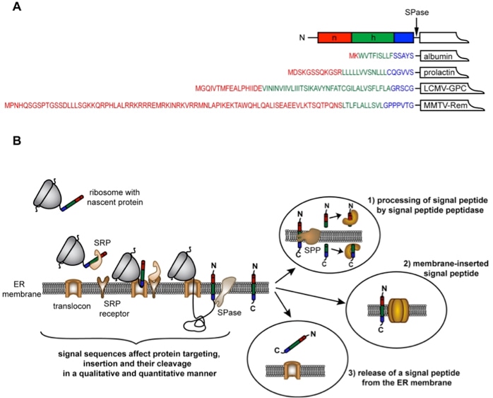 Signal Peptide Prediction Service