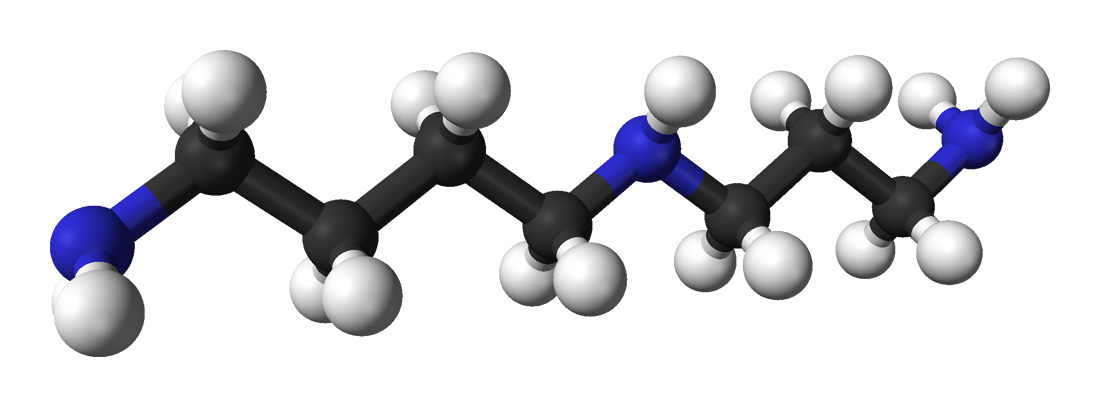 Spermidine Analysis Service