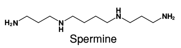 Spermine Analysis Service 