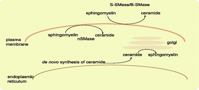 Sphingolipid Metabolism Analysis Service