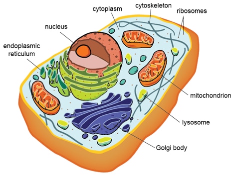 Subcellular Localization Service