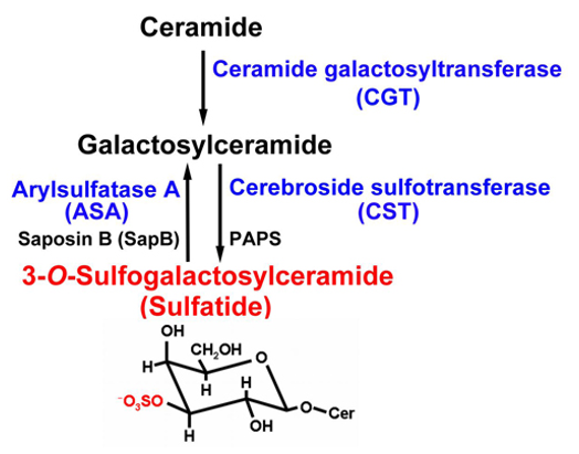 Sulfatides Analysis Service