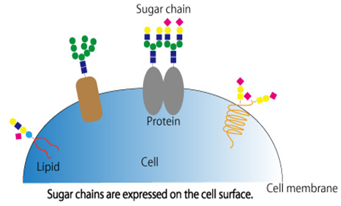 The Method and Process of Polysaccharides Analysis