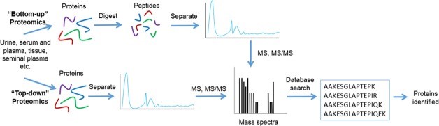 Top-Down Proteomics vs Bottom-Up Proteomics