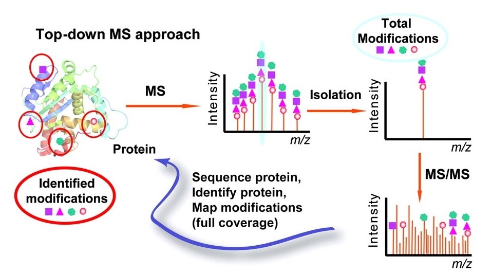 Mass Spectrometric and Glycan Microarray–Based Characterization of