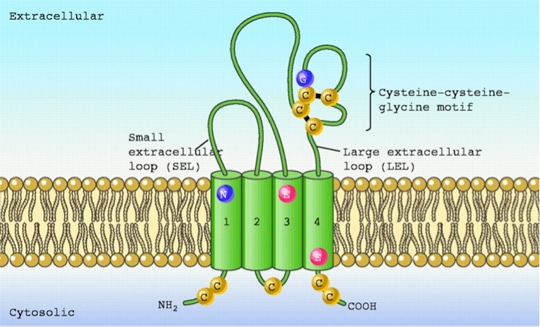 Transmembrane Prediction Service