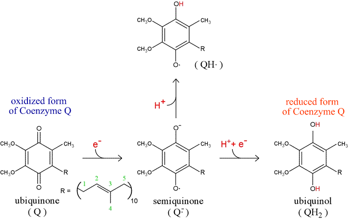 Ubiquinone Analysis Service