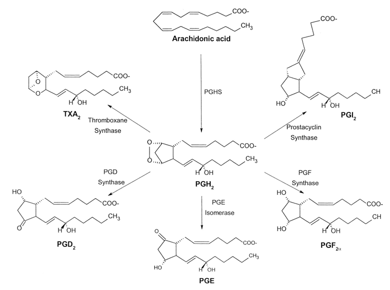 Eicosanoid Metabolites (Urine) Analysis Service