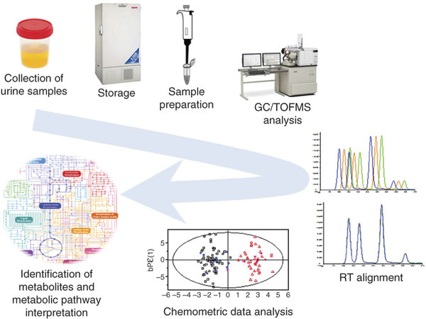 Urine Untargeted Metabolomics