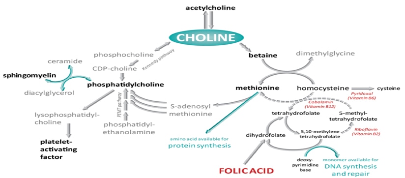 Vitamins and Vitamin-like Compounds Analysis Service