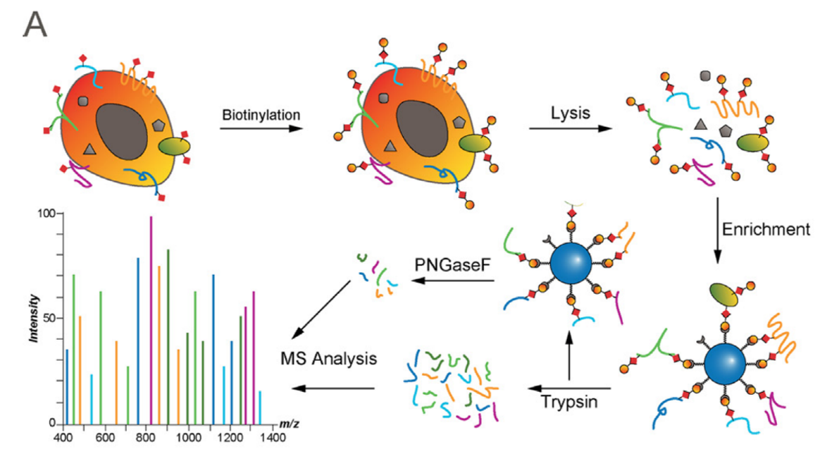 Biotinylation enrichment methods for cell surface proteomics