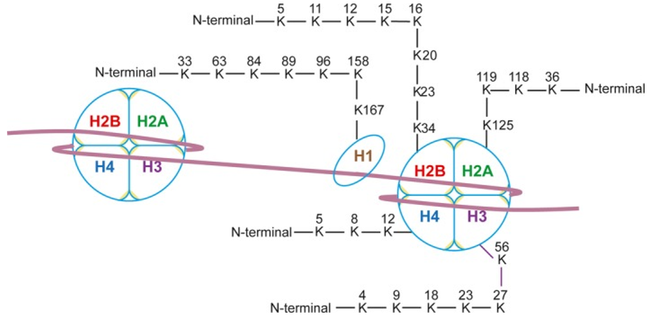 Histone crotonylation sites in human