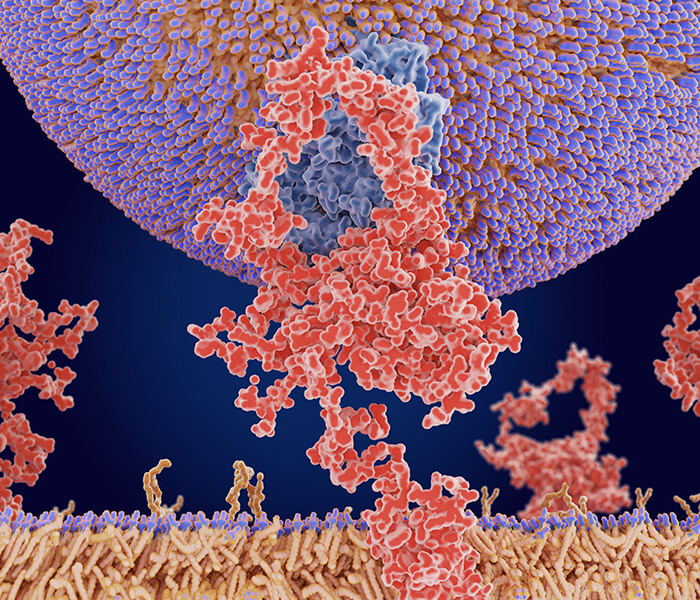 Membrane Protein Identification