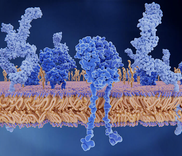 Protein Gel and Imaging Analysis