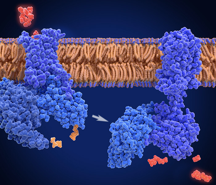 Protein Post-translational Modification Analysis