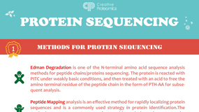 Three Protein Sequencing Technologies: Edman Degradation, Peptide Mapping and De Novo Protein Sequencing