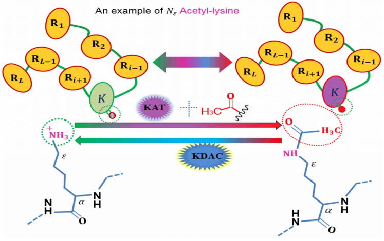 An illustration to show the acetylation protein.