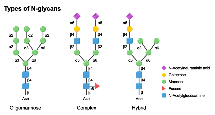types of n-glycans
