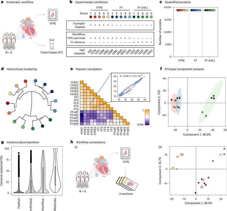 PCA showing separation of FFPE cardiac specimens utilizing 4D proteomics