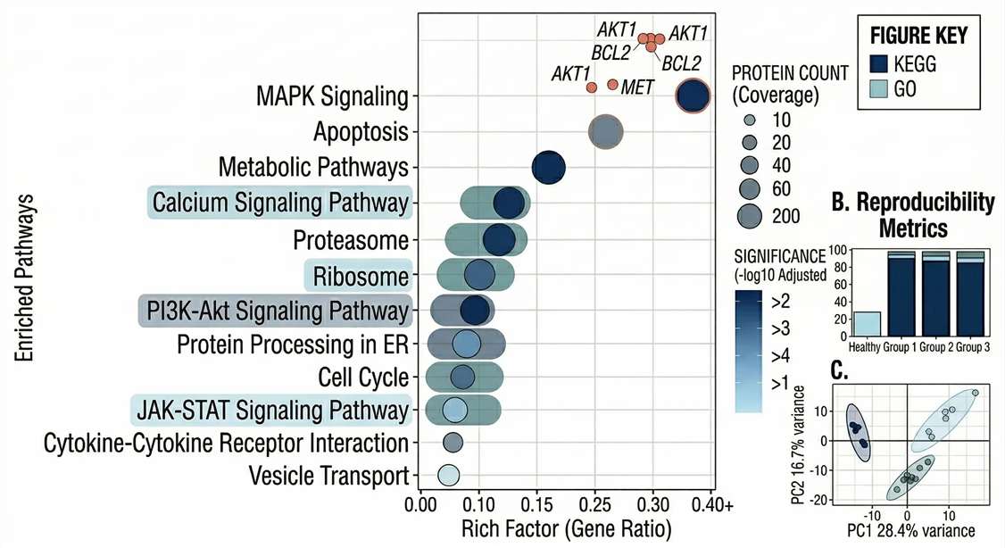 KEGG GO pathway enrichment