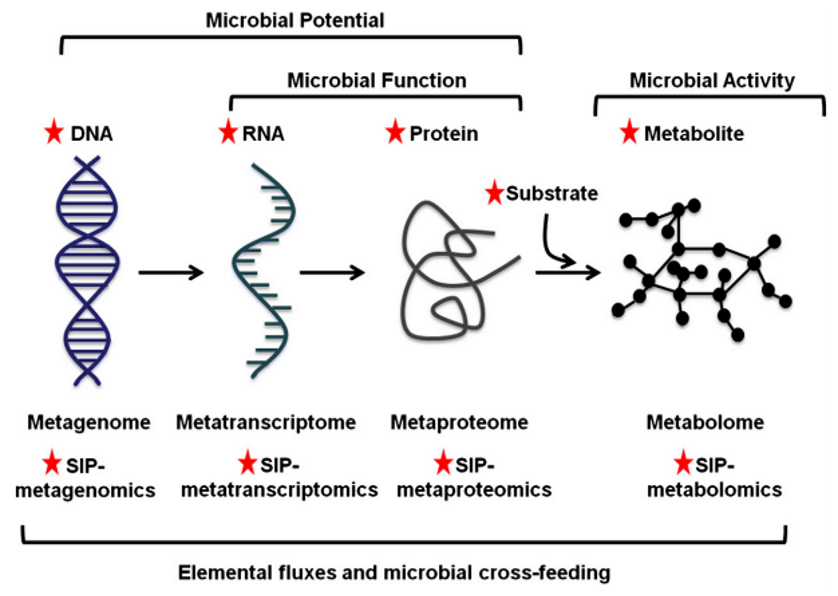 The multi-omics approach of microbiome