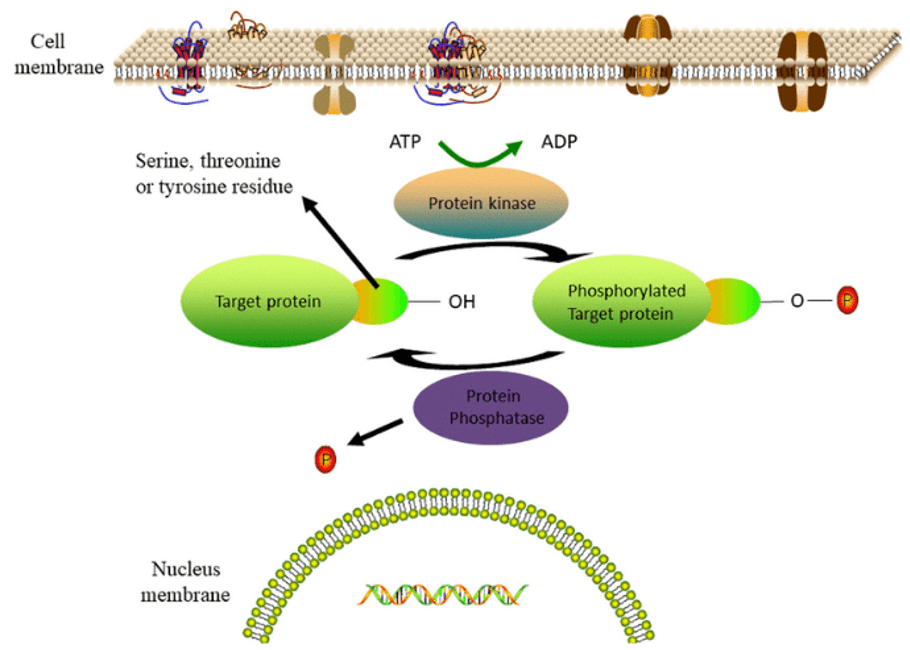 The catalytic cycle for protein phosphorylation by a protein kinase