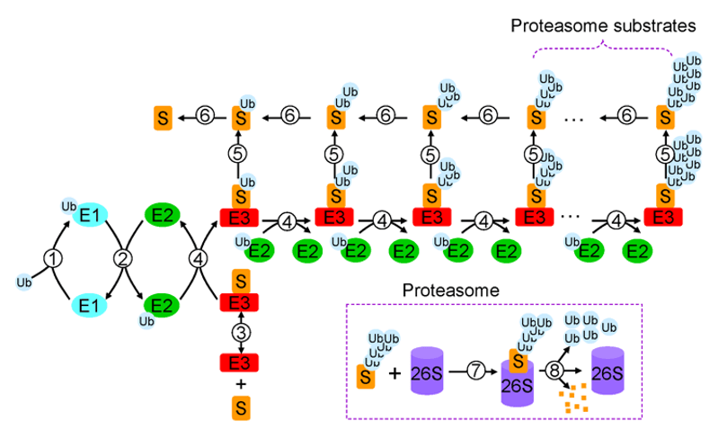 Ubiquitination