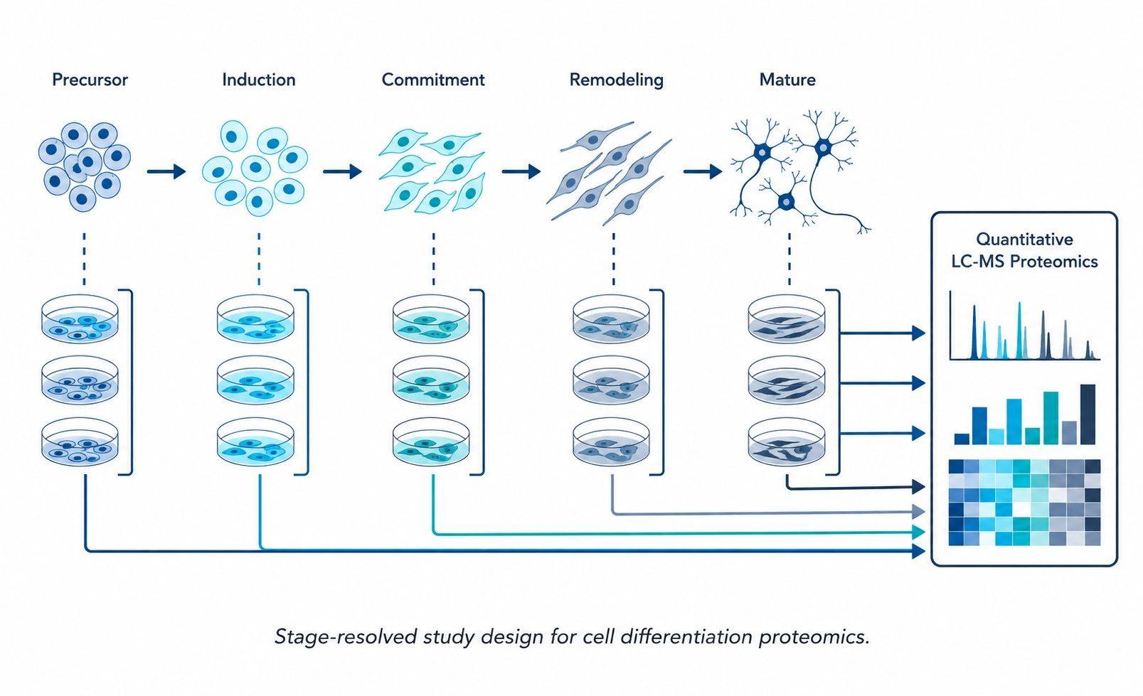 Stage-resolved cell differentiation proteomics study design