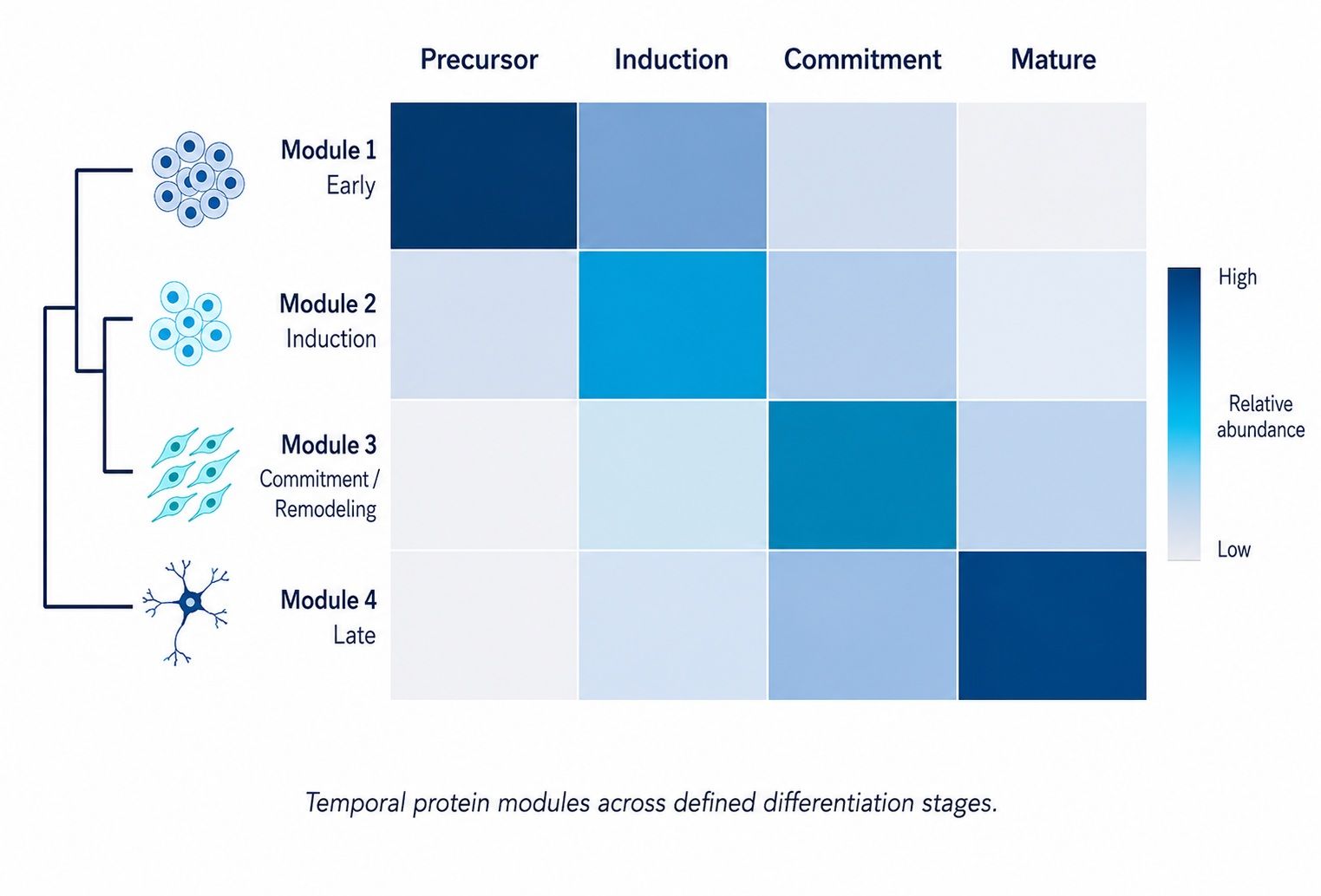 Protein trajectory heatmap across cell differentiation stages